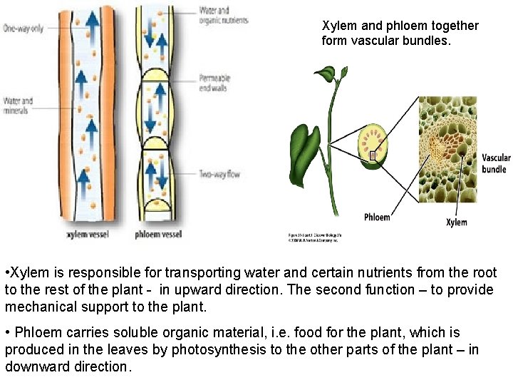 Xylem and phloem together form vascular bundles. • Xylem is responsible for transporting water