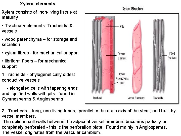 Xylem elements Xylem consists of non-living tissue at maturity • Tracheary elements: Tracheids &