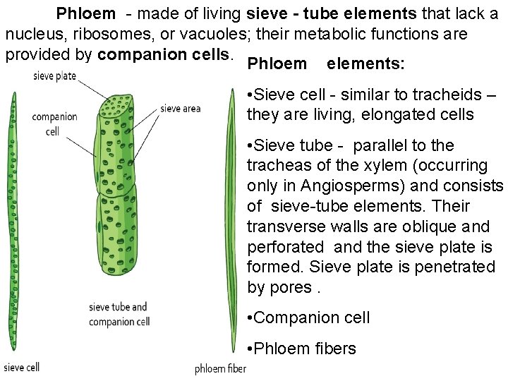Phloem - made of living sieve - tube elements that lack a nucleus, ribosomes,