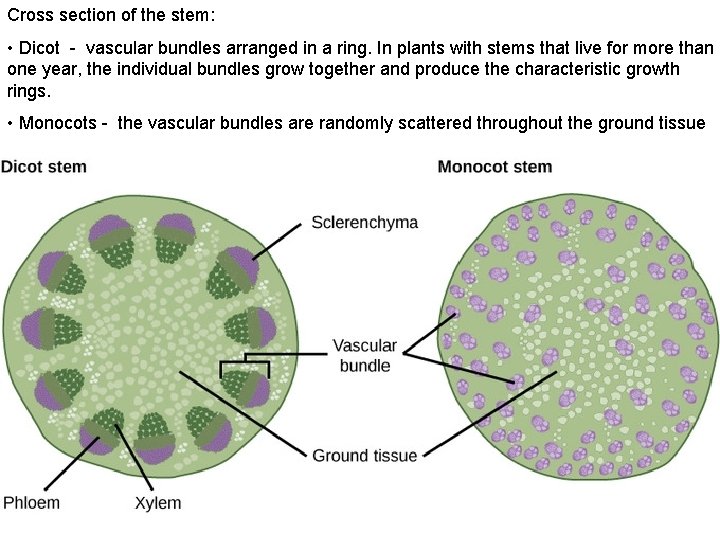 Cross section of the stem: • Dicot - vascular bundles arranged in a ring.