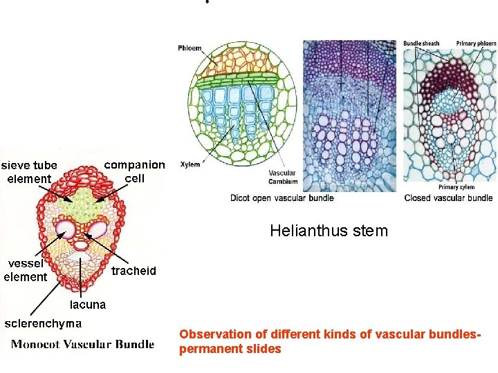 Helianthus stem Observation of different kinds of vascular bundles- permanent slides 