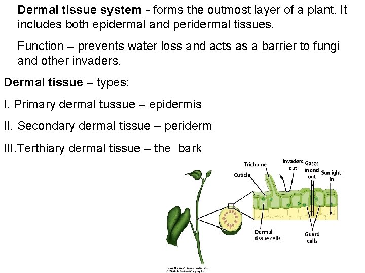 Dermal tissue system - forms the outmost layer of a plant. It includes both