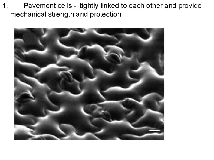 1. Pavement cells - tightly linked to each other and provide mechanical strength and