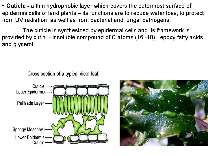  • Cuticle - a thin hydrophobic layer which covers the outermost surface of