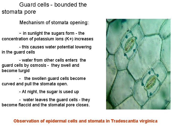 Guard cells - bounded the stomata pore Mechanism of stomata opening: - in sunlight