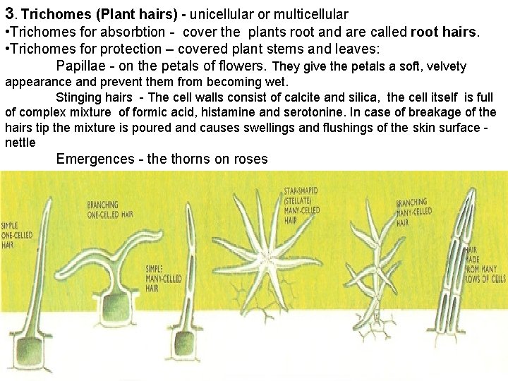 3. Trichomes (Plant hairs) - unicellular or multicellular • Trichomes for absorbtion - cover