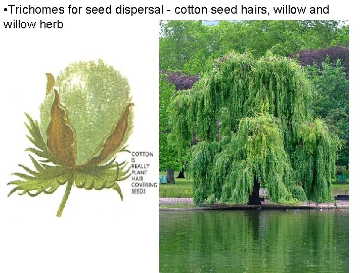  • Trichomes for seed dispersal - cotton seed hairs, willow and willow herb