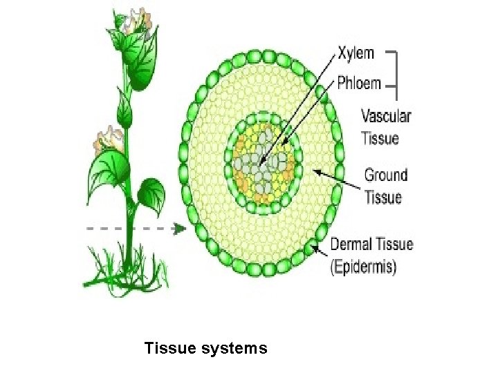 Tissue systems 