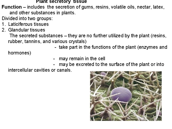 Plant secretory tissue Function – includes the secretion of gums, resins, volatile oils, nectar,