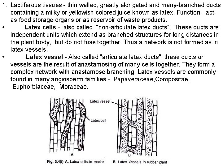 1. Lactiferous tissues - thin walled, greatly elongated and many-branched ducts containing a milky