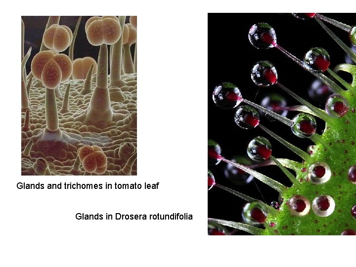 Glands and trichomes in tomato leaf Glands in Drosera rotundifolia 