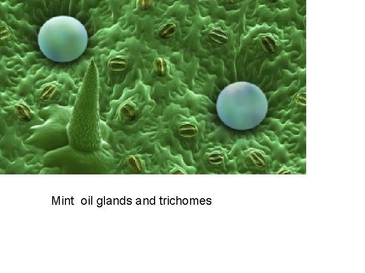 Mint oil glands and trichomes 