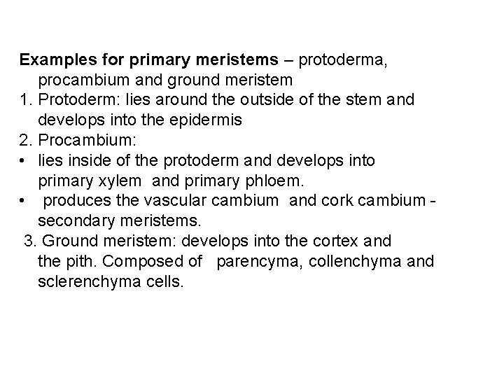 Examples for primary meristems – protoderma, procambium and ground meristem 1. Protoderm: lies around