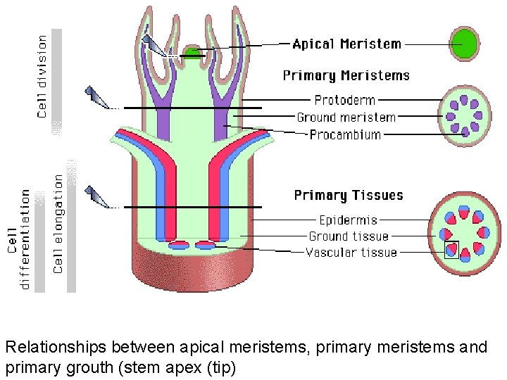Relationships between apical meristems, primary meristems and primary grouth (stem apex (tip) 
