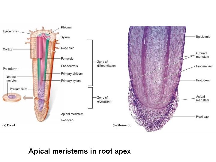 Apical meristems in root apex 