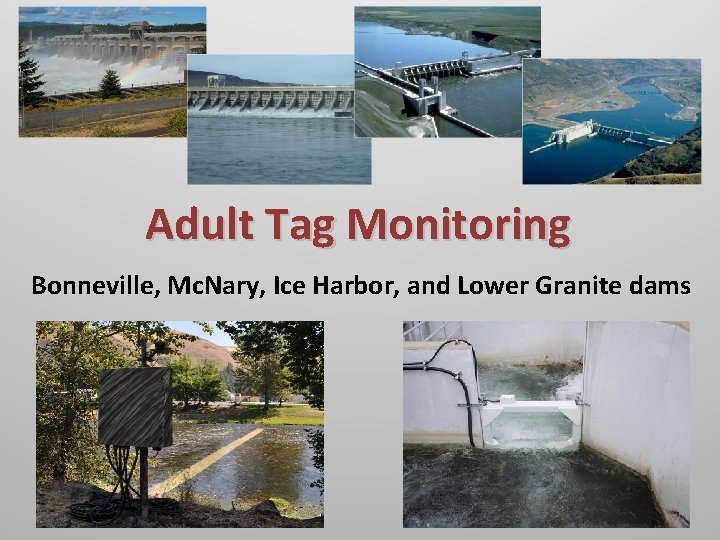 Adult Tag Monitoring Bonneville, Mc. Nary, Ice Harbor, and Lower Granite dams 