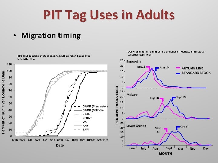 PIT Tag Uses in Adults • Migration timing IDFG 2011 summary of stock-specific adult