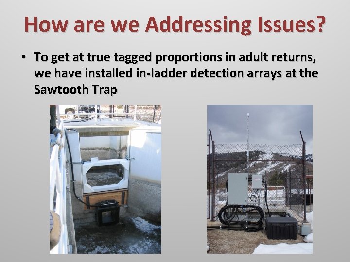 How are we Addressing Issues? • To get at true tagged proportions in adult