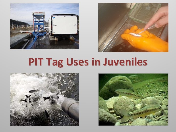 PIT Tag Uses in Juveniles 