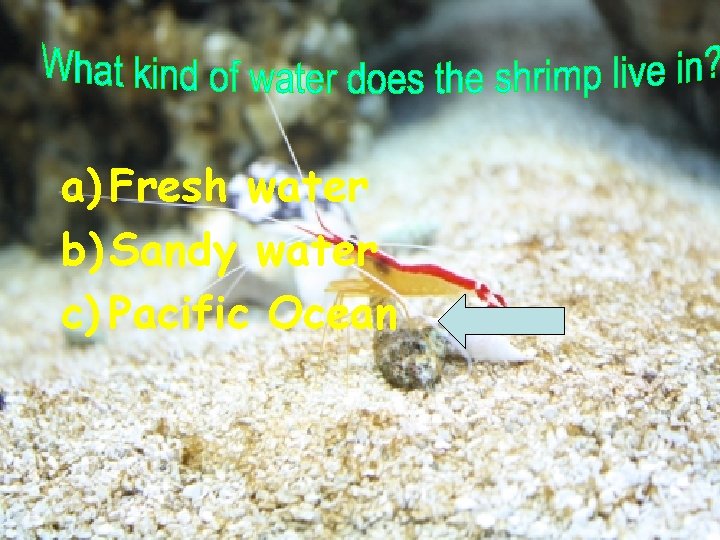 a) Fresh water b) Sandy water c) Pacific Ocean 