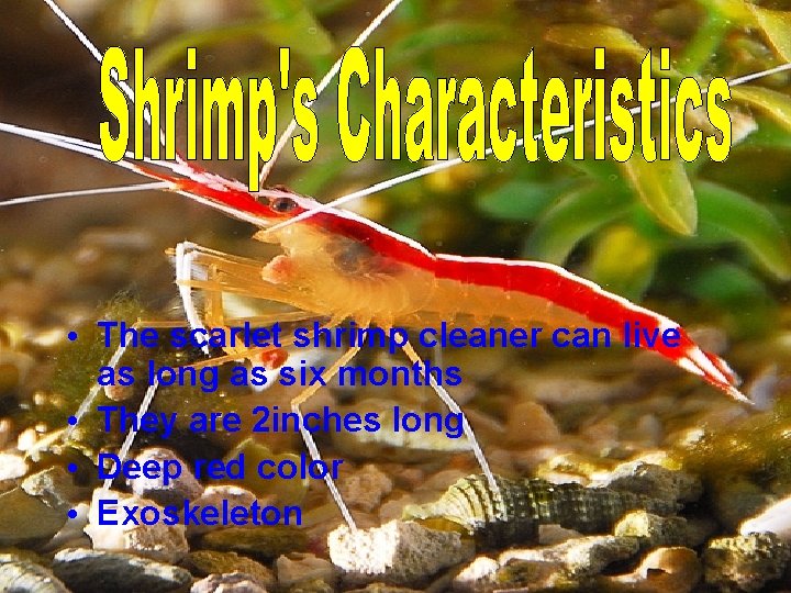  • The scarlet shrimp cleaner can live as long as six months •