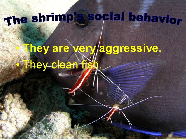  • They are very aggressive. • They clean fish. 