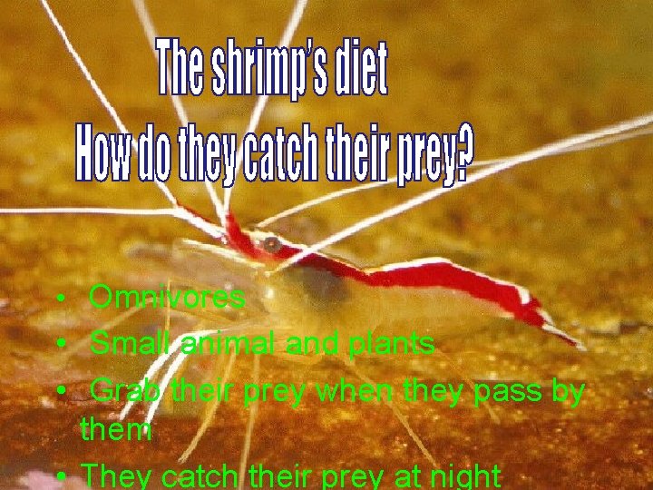  • Omnivores • Small animal and plants • Grab their prey when they