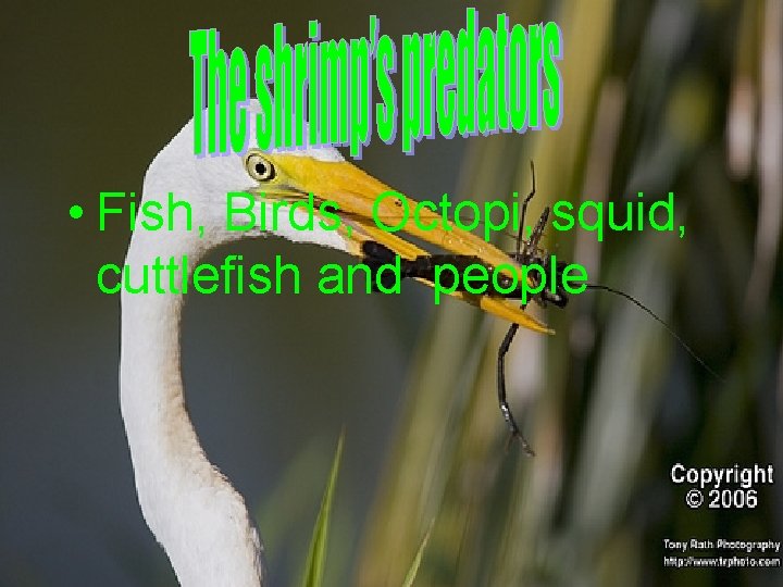 • Fish, Birds, Octopi, squid, cuttlefish and people 