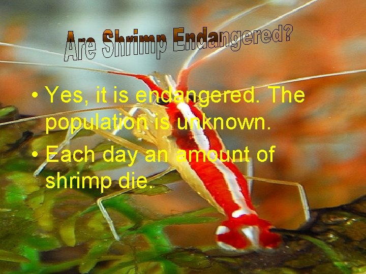  • Yes, it is endangered. The population is unknown. • Each day an