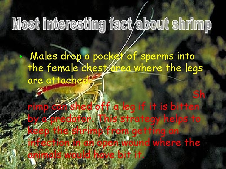  • Males drop a pocket of sperms into the female chest area where