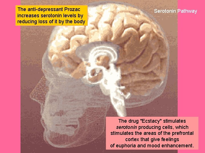 The anti-depressant Prozac increases serotonin levels by reducing loss of it by the body