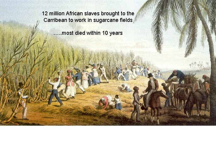 12 million African slaves brought to the Carribean to work in sugarcane fields ….