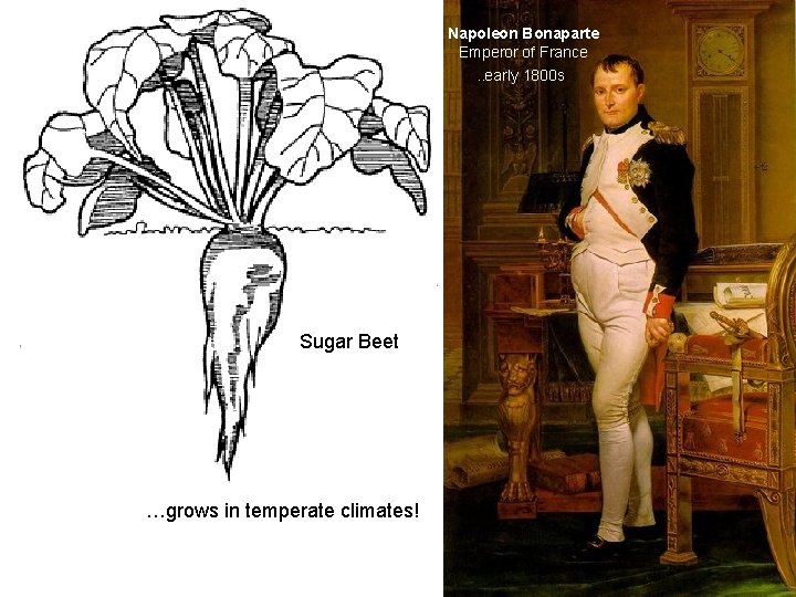 Napoleon Bonaparte Emperor of France. . early 1800 s Sugar Beet …grows in temperate
