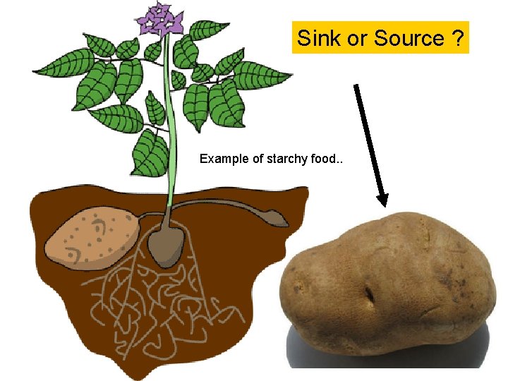 Sink or Source ? Example of starchy food. . 