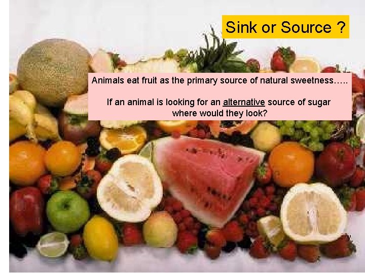 Sink or Source ? Animals eat fruit as the primary source of natural sweetness….