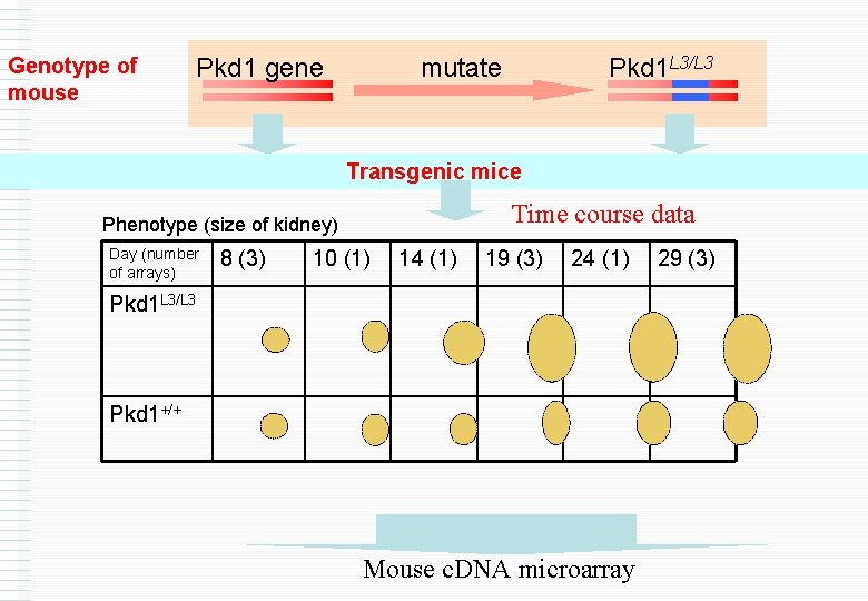 Genotype of mouse Pkd 1 gene mutate Pkd 1 L 3/L 3 Transgenic mice