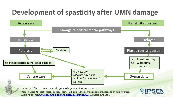 Development of spasticity after UMN damage Rehabilitation unit Acute care Damage to central motor