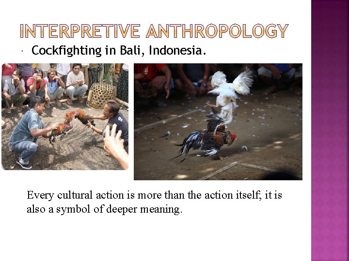  Cockfighting in Bali, Indonesia. Every cultural action is more than the action itself;