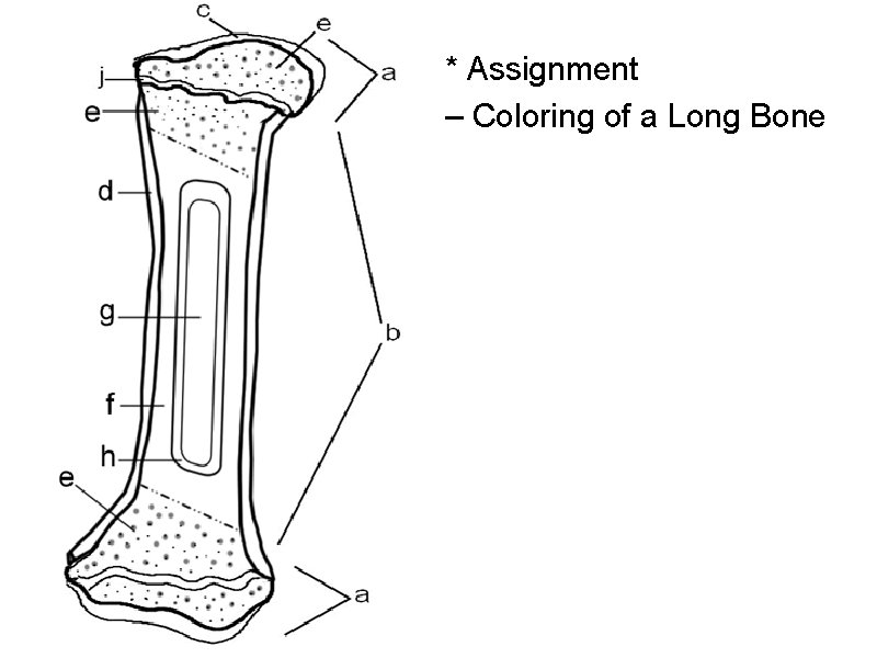 * Assignment – Coloring of a Long Bone 