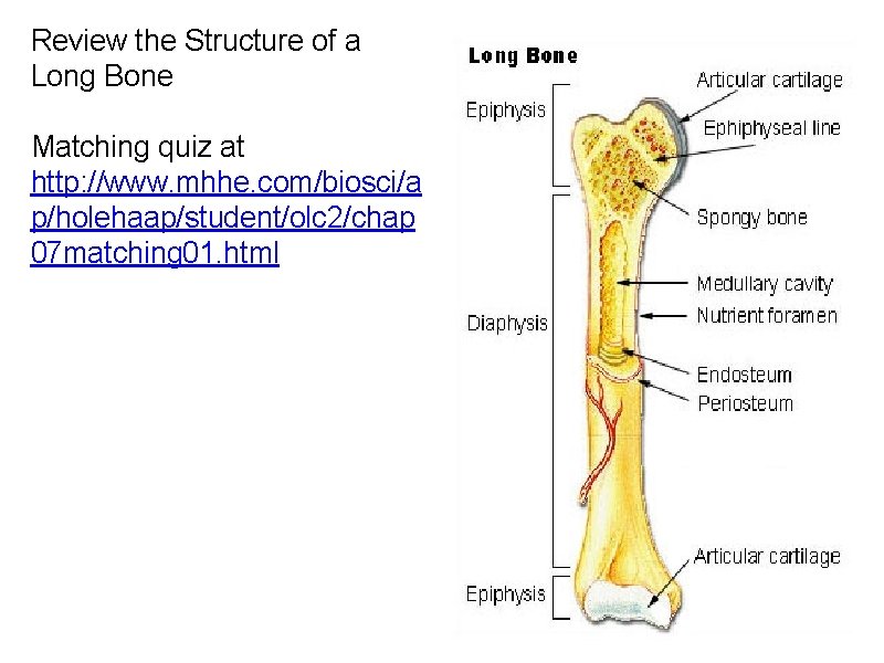 Review the Structure of a Long Bone Matching quiz at http: //www. mhhe. com/biosci/a