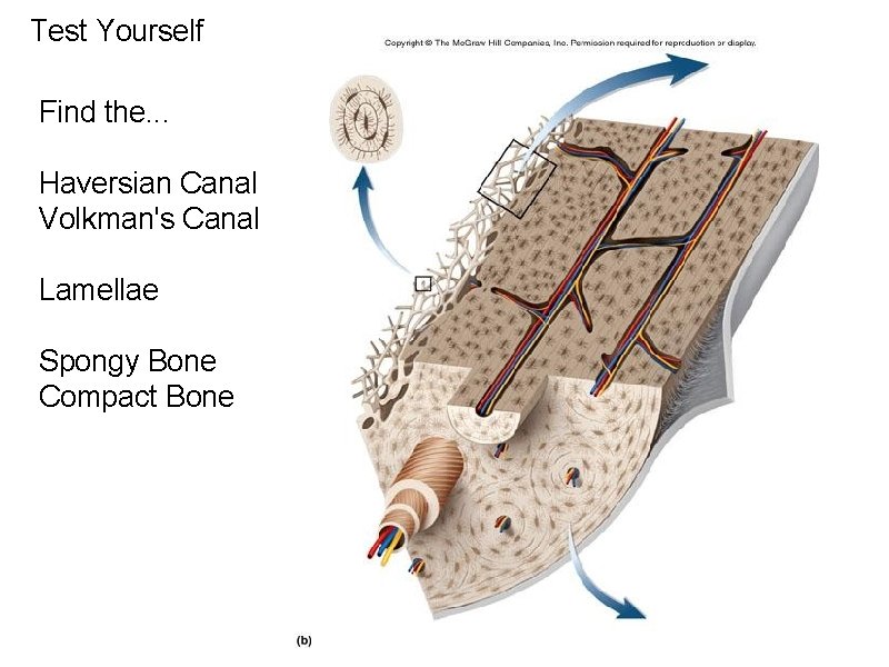 Test Yourself Find the. . . Haversian Canal Volkman's Canal Lamellae Spongy Bone Compact