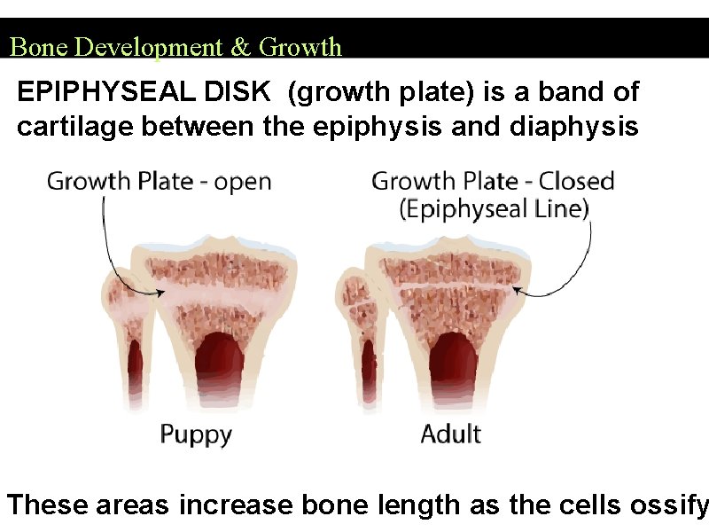 Bone Development & Growth EPIPHYSEAL DISK (growth plate) is a band of cartilage between