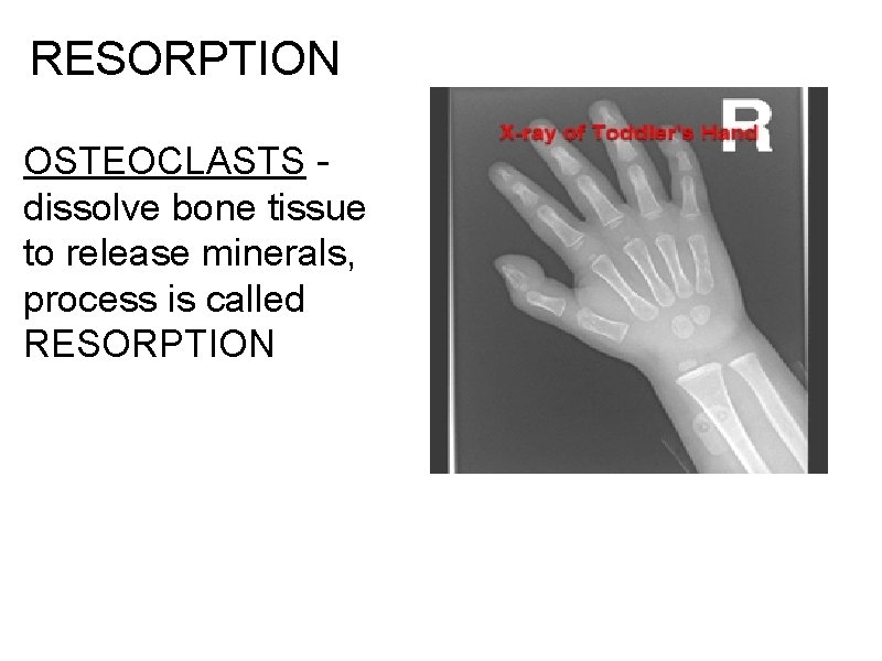 RESORPTION OSTEOCLASTS - dissolve bone tissue to release minerals, process is called RESORPTION 