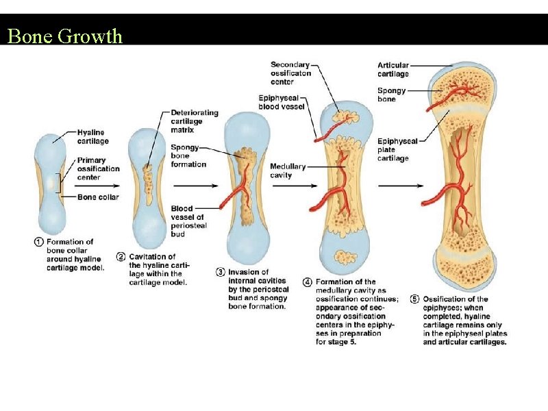 Bone Growth 