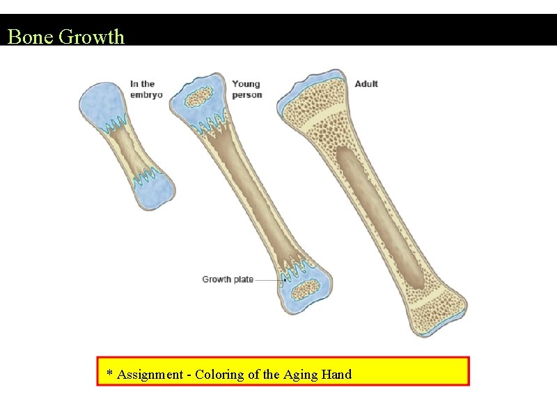 Bone Growth * Assignment - Coloring of the Aging Hand 