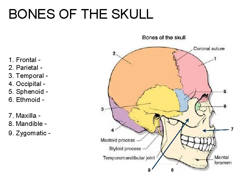 BONES OF THE SKULL 1. Frontal 2. Parietal - 3. Temporal 4. Occipital -