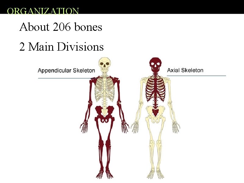 ORGANIZATION About 206 bones 2 Main Divisions 