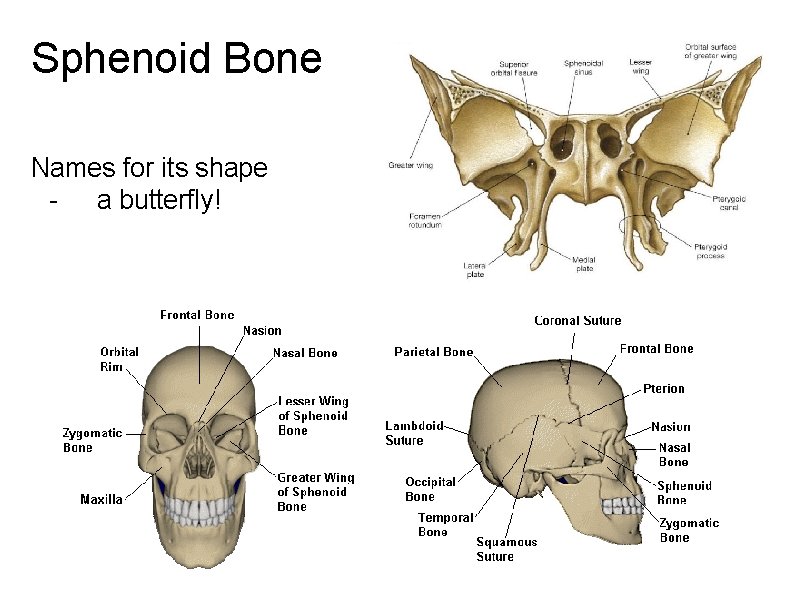 Sphenoid Bone Names for its shape - a butterfly! 