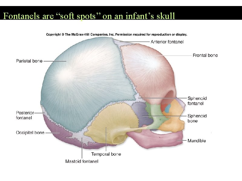 Fontanels are “soft spots” on an infant’s skull 