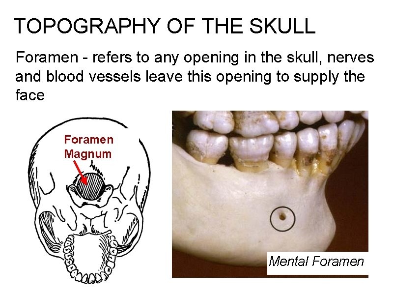 TOPOGRAPHY OF THE SKULL Foramen - refers to any opening in the skull, nerves